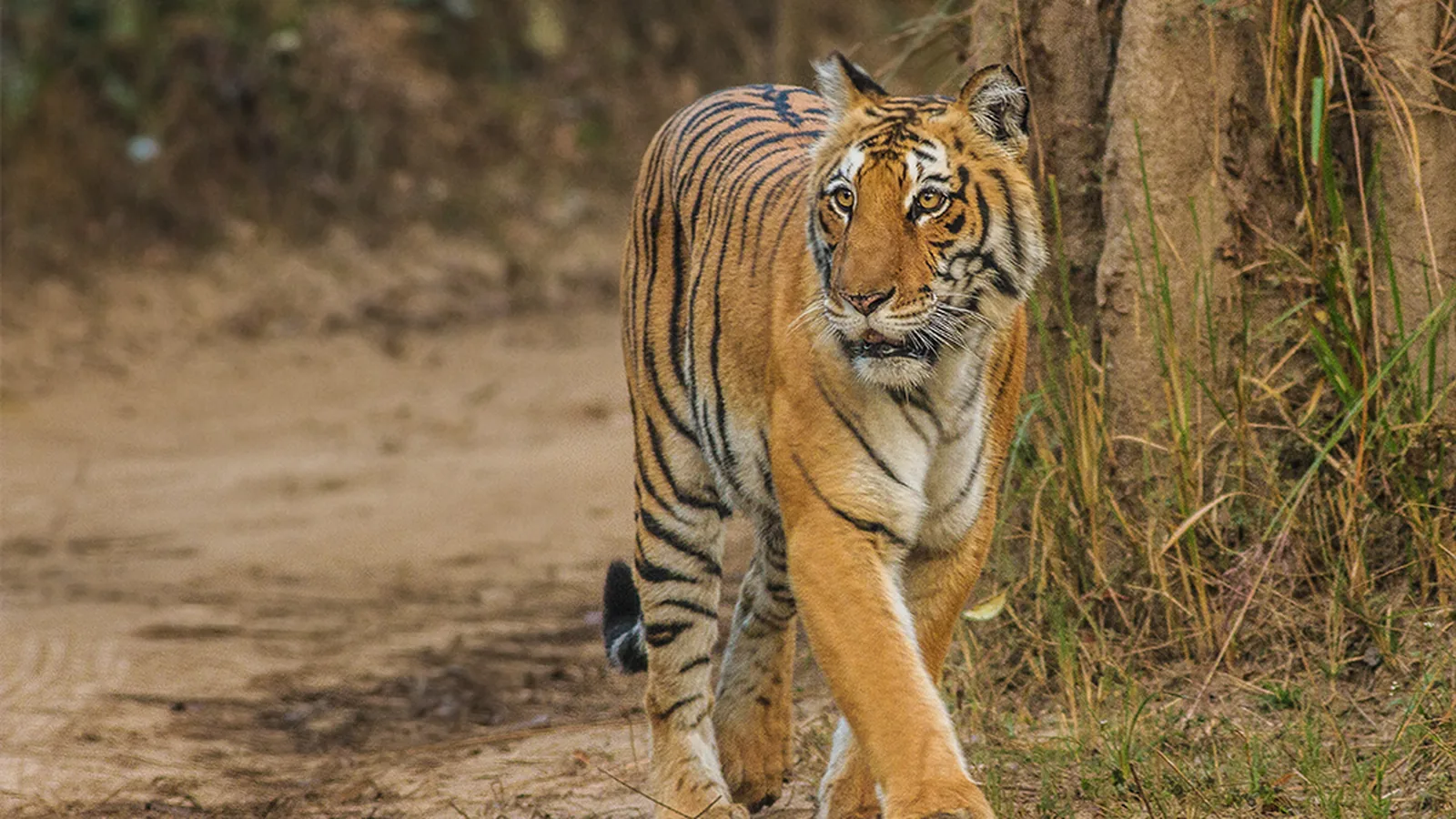 Uttarakhand Hills & Pilgrimage — Haridwar, Rishikesh, Kainchi Dham, Nainital, Ranikhet & Corbett photo 4