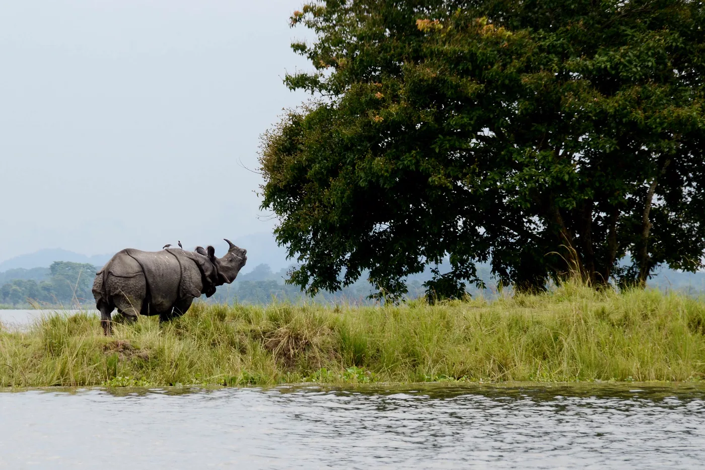 Assam Tea & Wildlife - Kaziranga, Jorhat & Dibrugarh