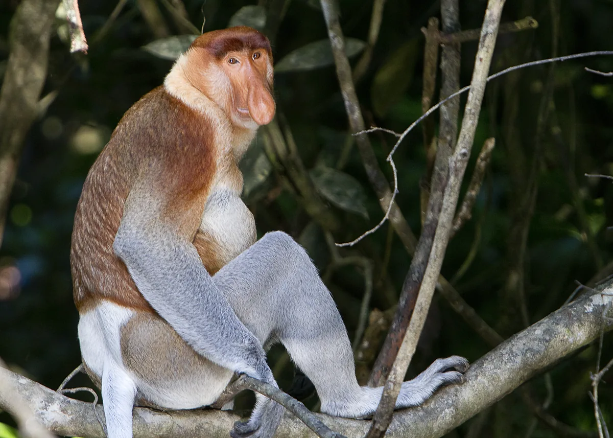 Borneo: Kota Kinabalu & Islands photo 3