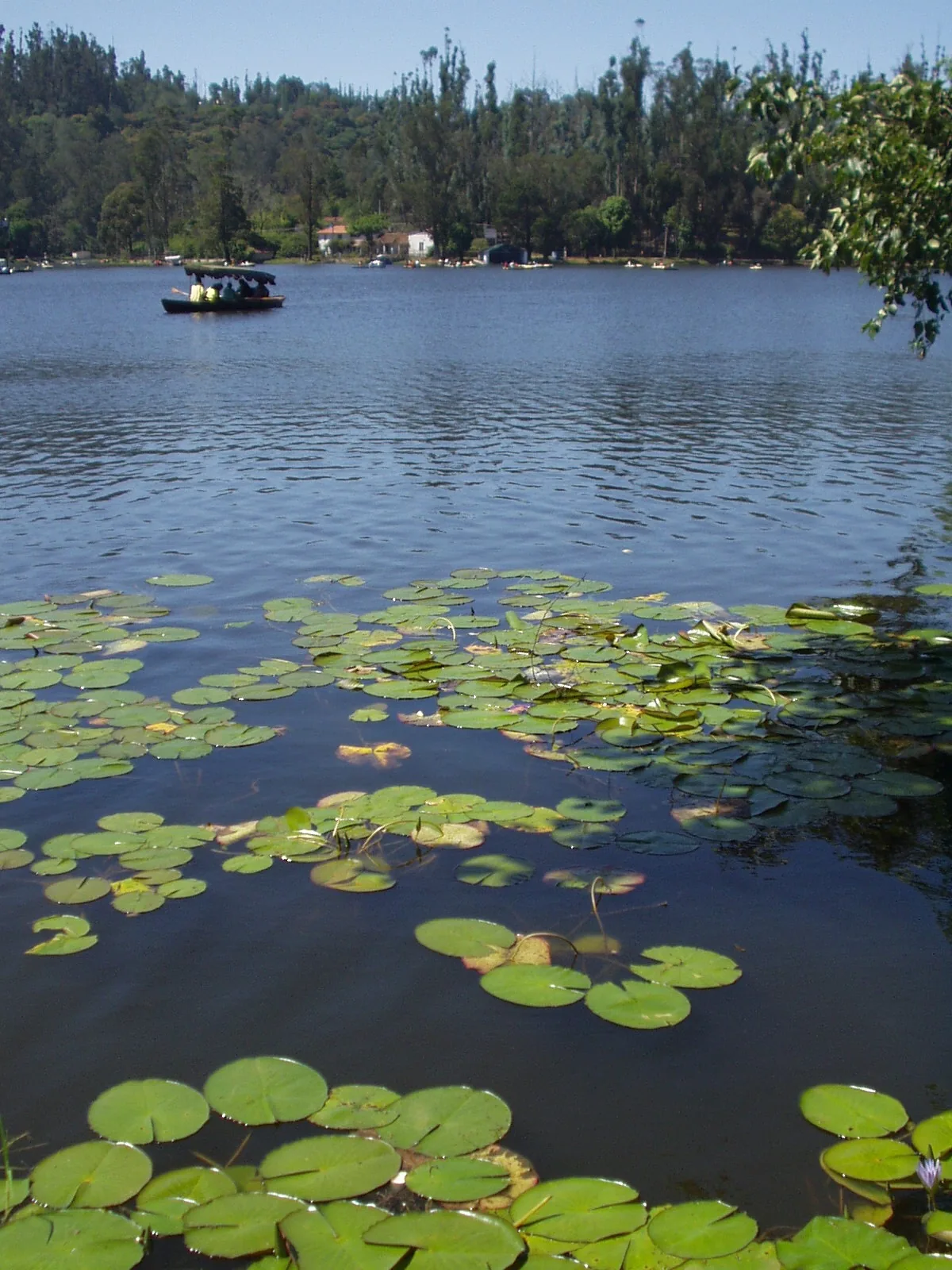 The Hilly Duo - Mysore, Ooty & Kodaikanal photo 3