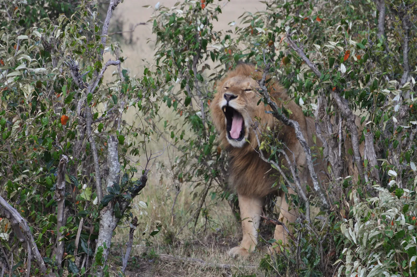 Kenya gallery 15