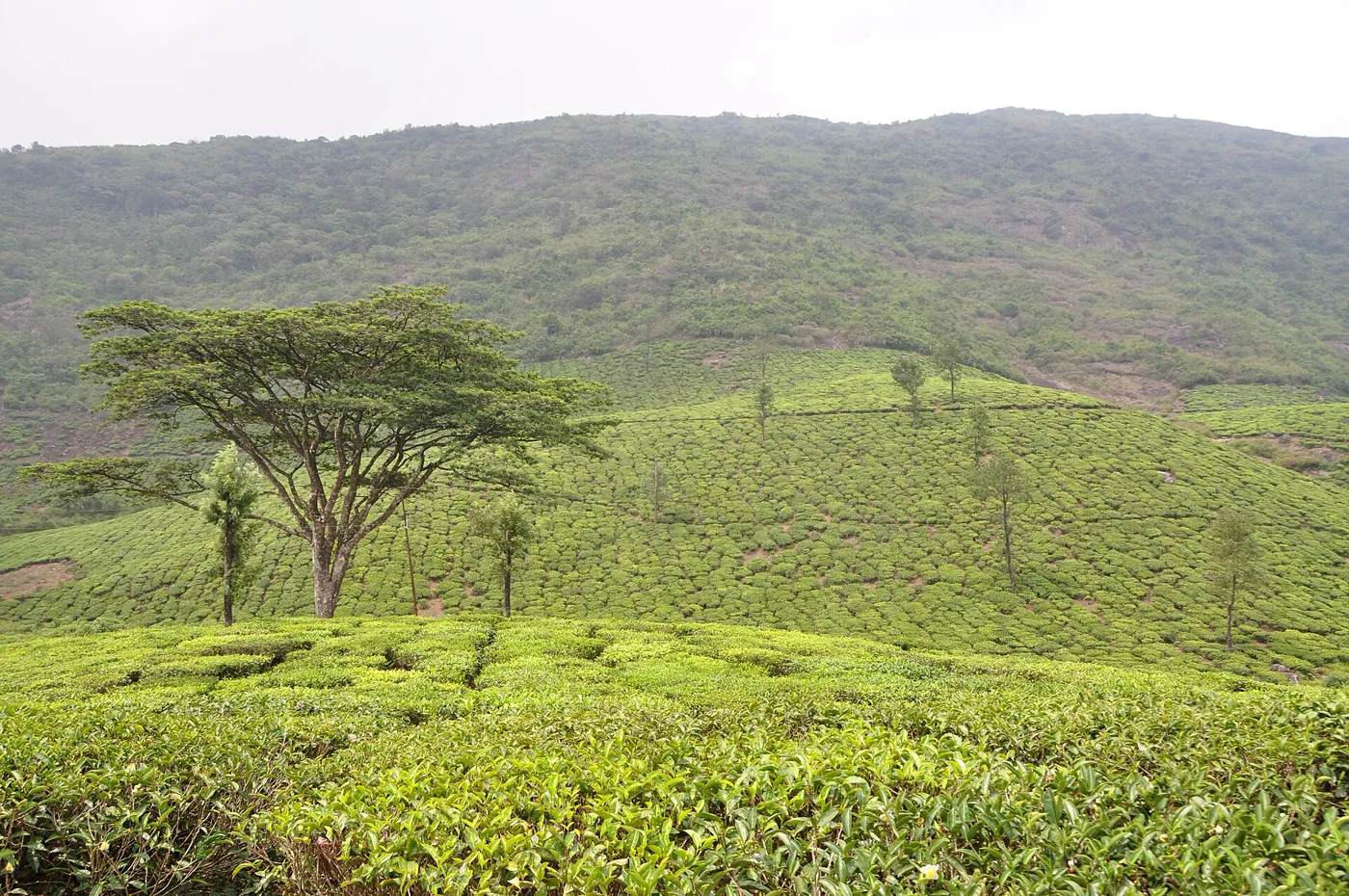 Tea Plantations at Sunrise