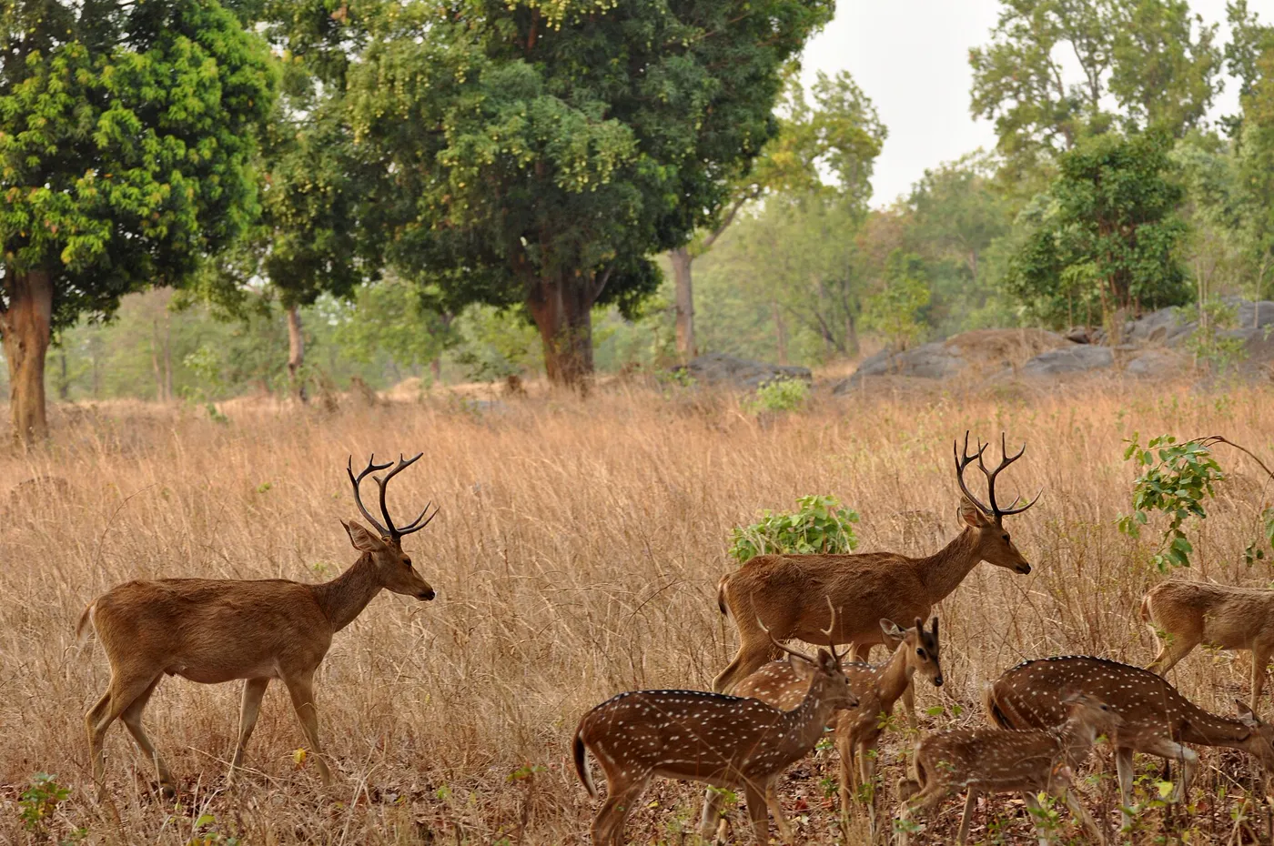 MP Tiger & Hills - Bhopal, Pachmarhi, Kanha & Jabalpur photo 3