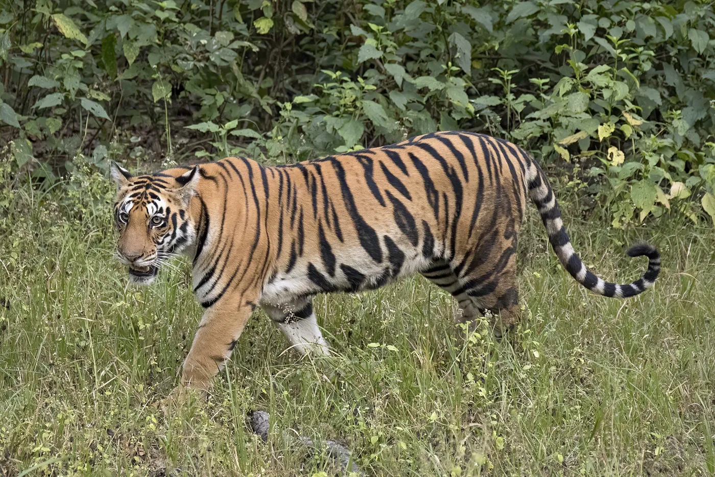 MP Tiger & Hills - Bhopal, Pachmarhi, Kanha & Jabalpur