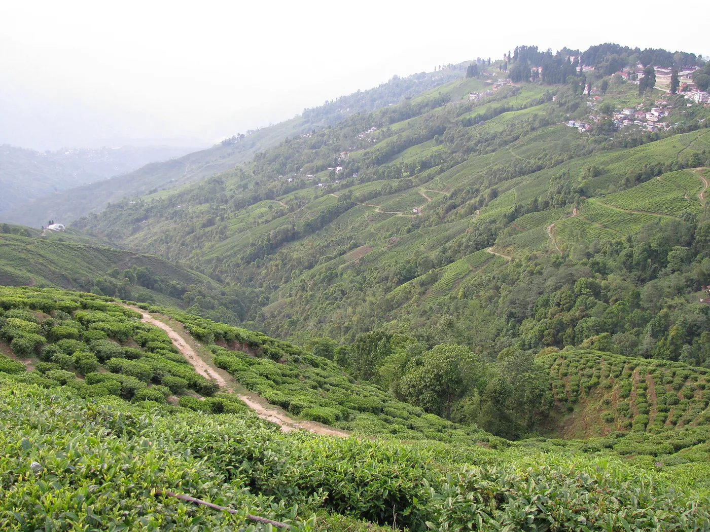 Lamahatta, Tinchuley, Chatakpur & Darjeeling - Offbeat Tea Villages