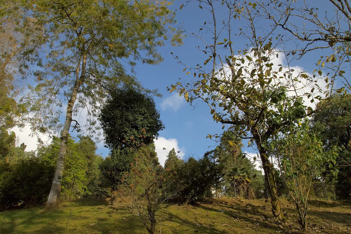 Lamahatta, Tinchuley, Chatakpur & Darjeeling - Offbeat Tea Villages photo 2