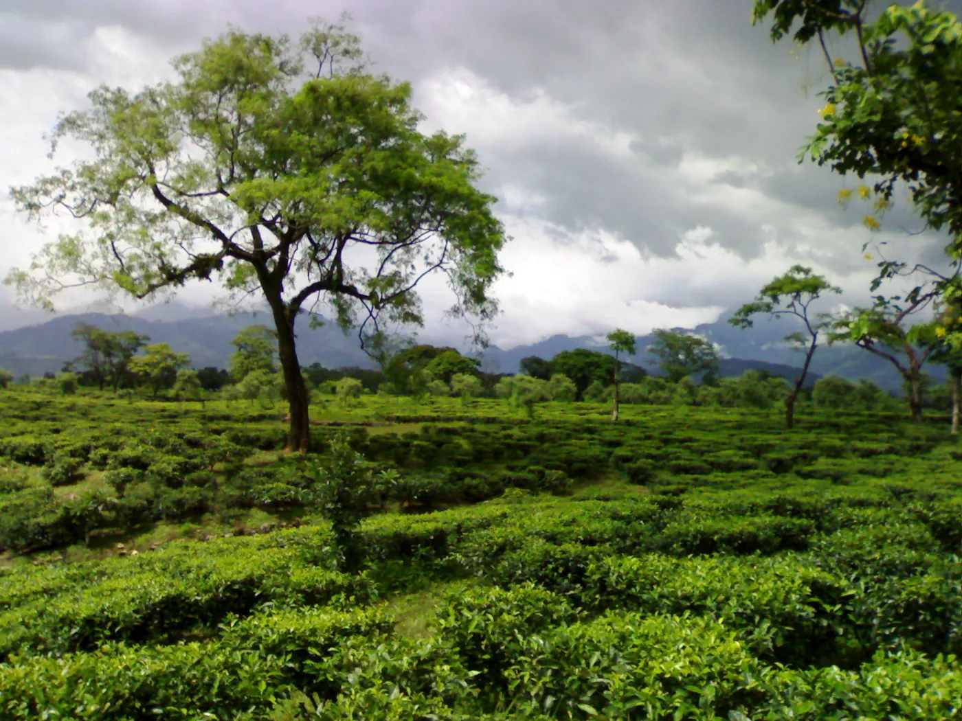Dooars Wildlife Circuit - Buxa, Jaldapara & Gorumara photo 4