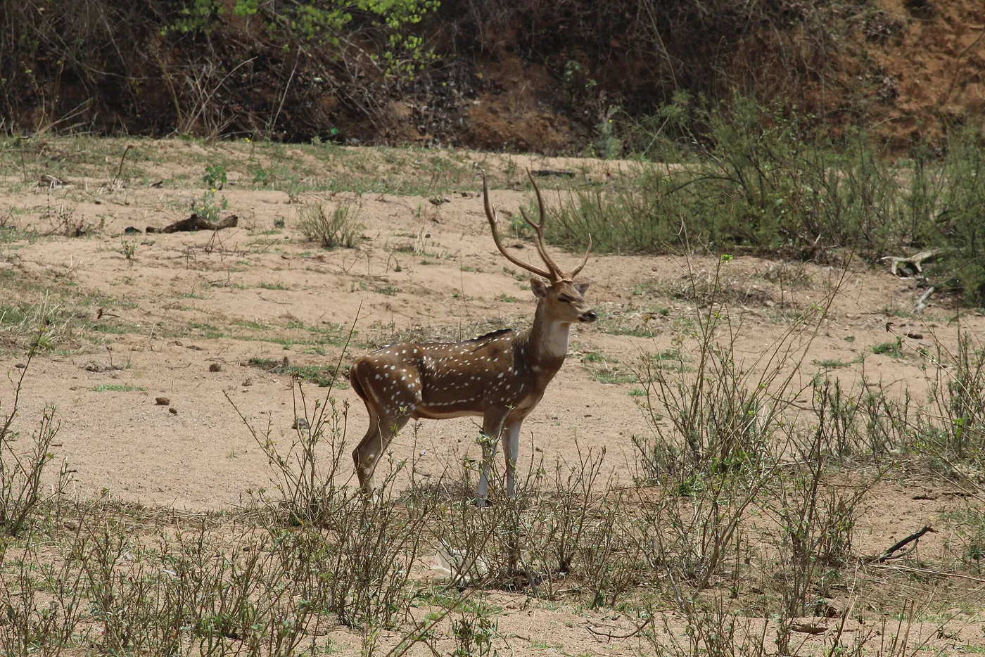 Chhattisgarh Wildlife & Heritage - Raipur, Barnawapara & Sirpur photo 2