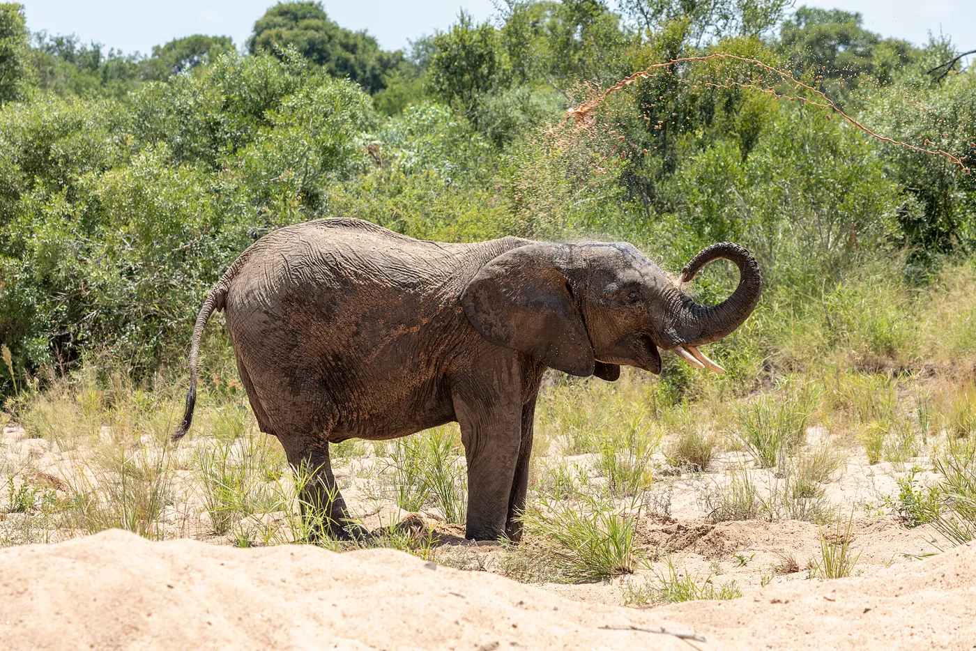 South Africa Highlights - Cape Town, Garden Route & Kruger Safari photo 3