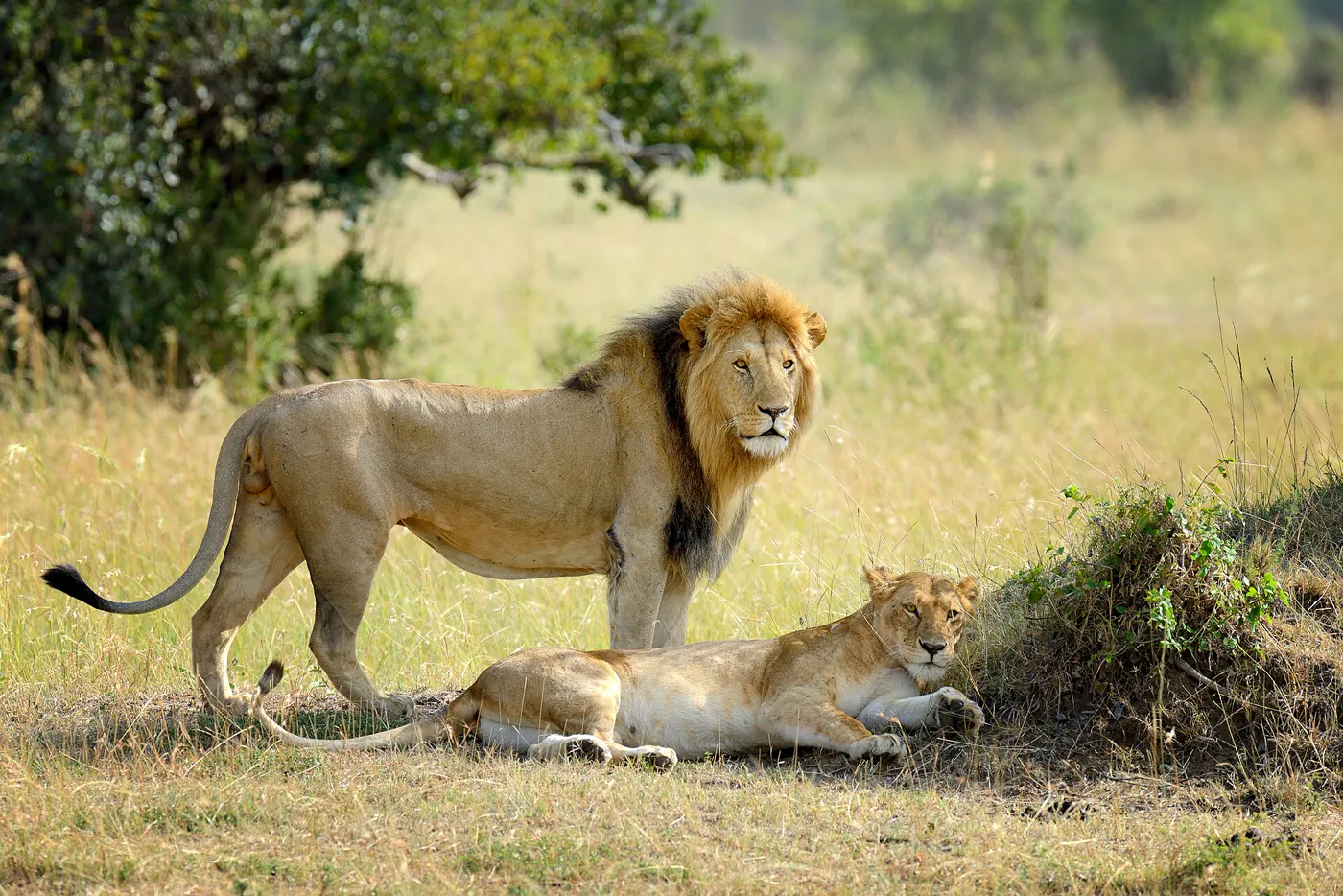 Kenya gallery 7