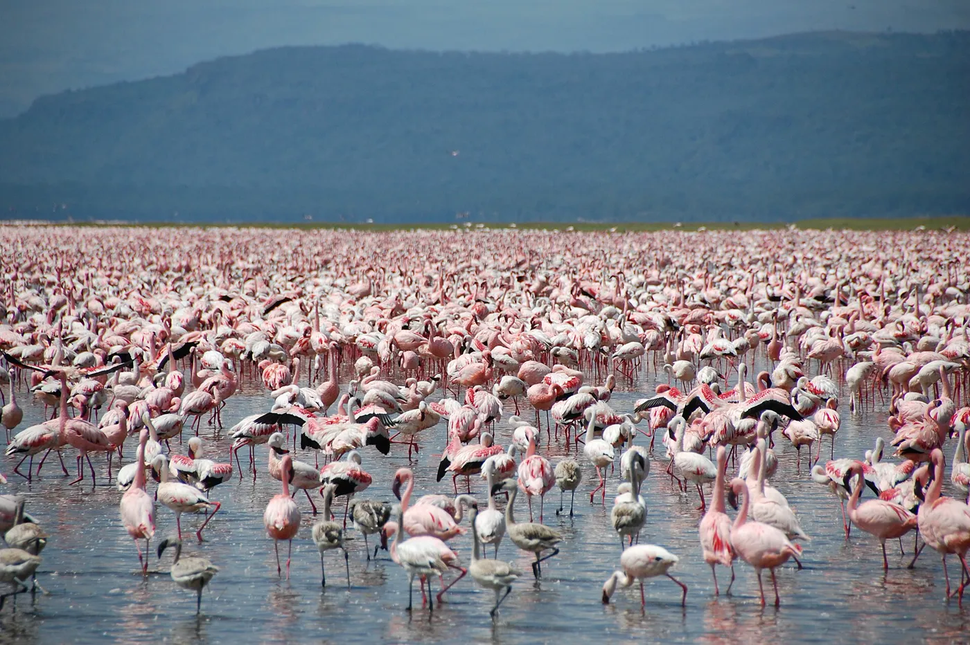 Kenya gallery 1