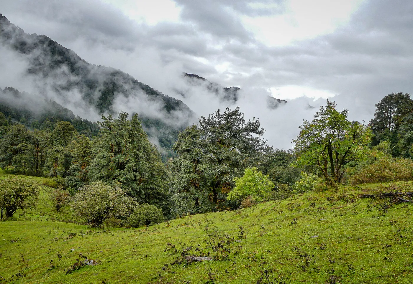 Dayara Bugyal Trek photo 3