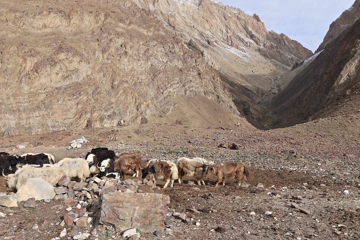 Markha Valley Trek photo 2