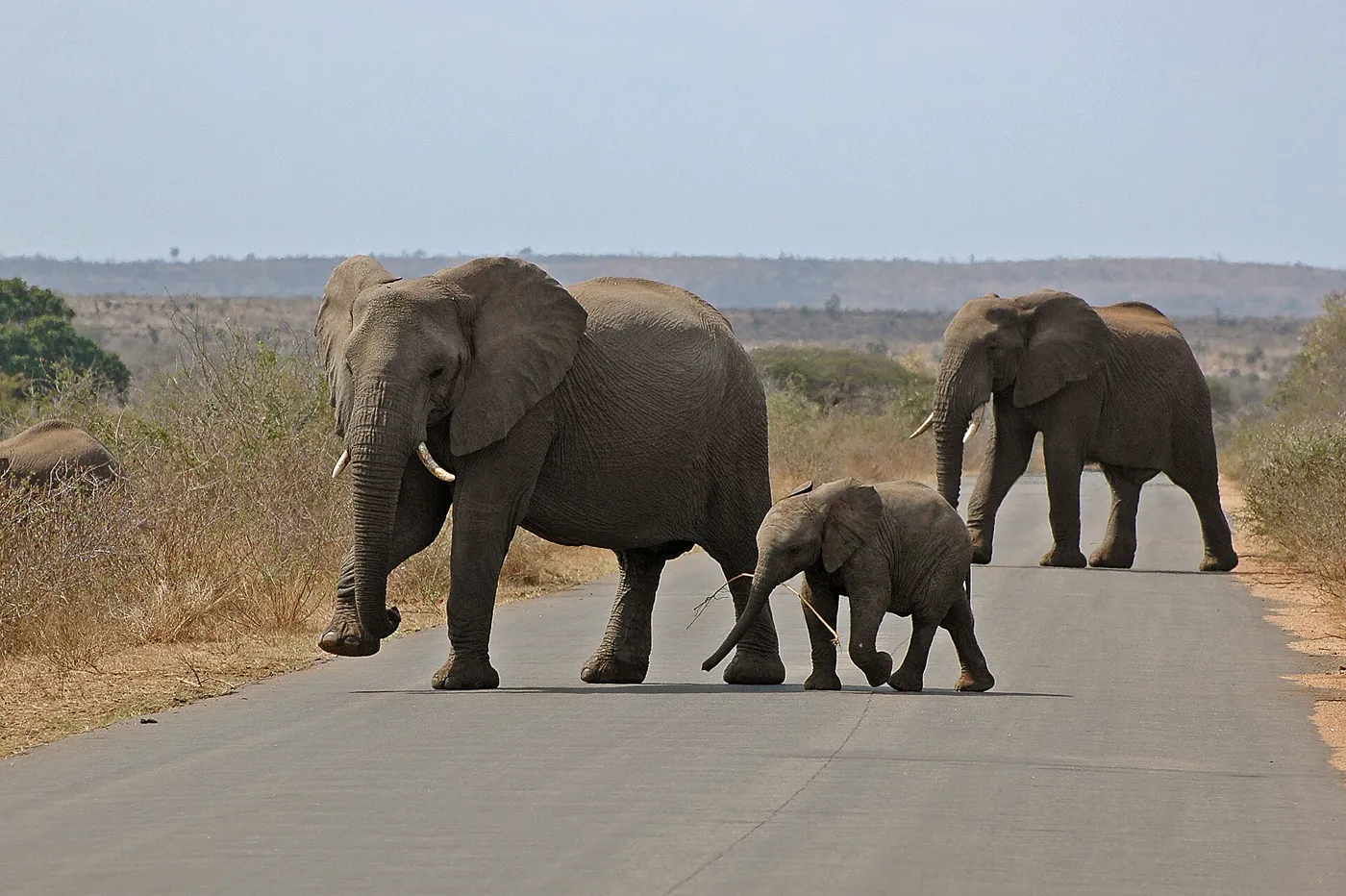 South Africa gallery 4