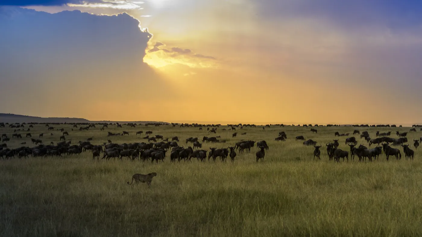 Masai Mara Express photo 2