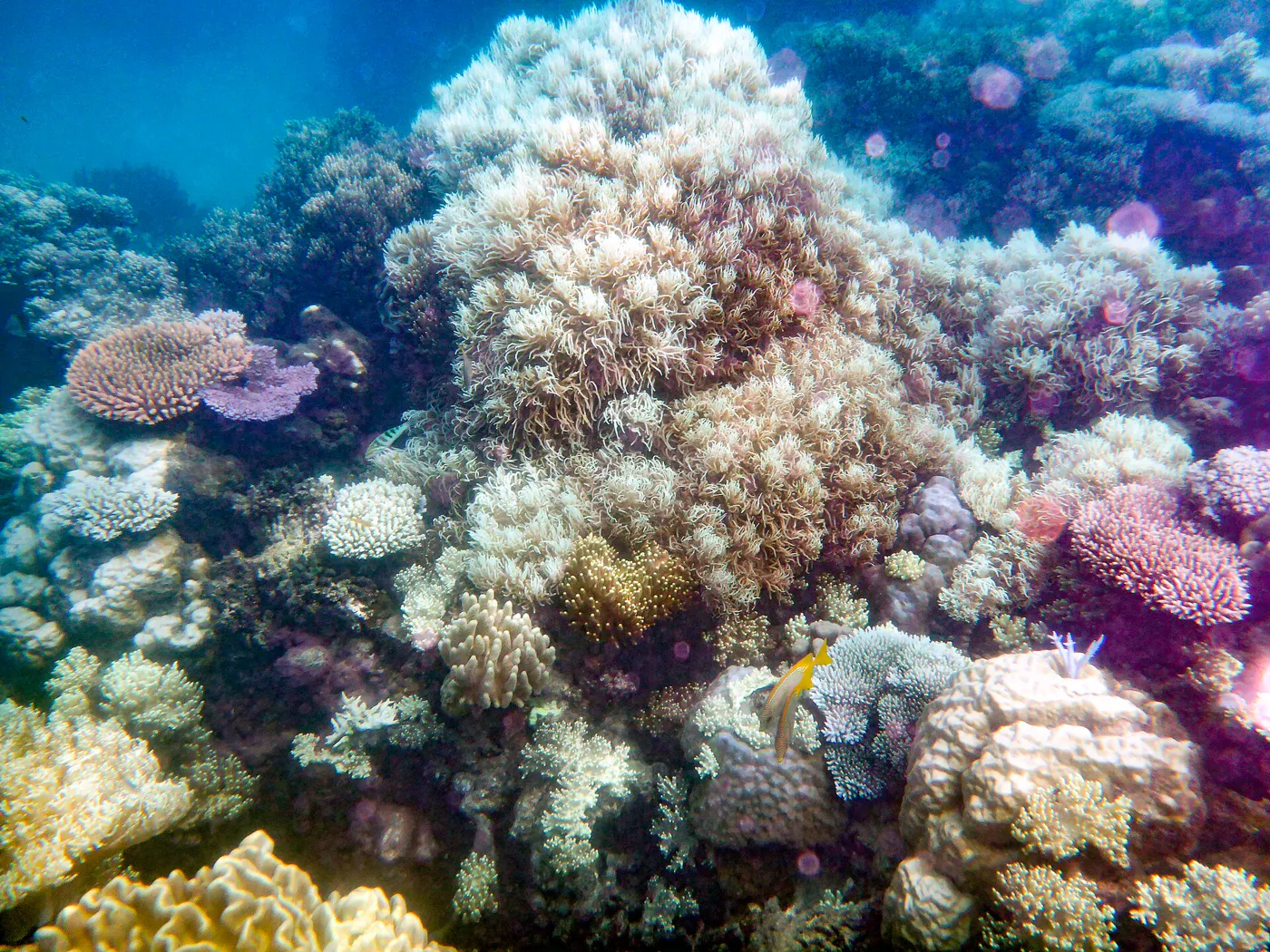 Australia gallery 1