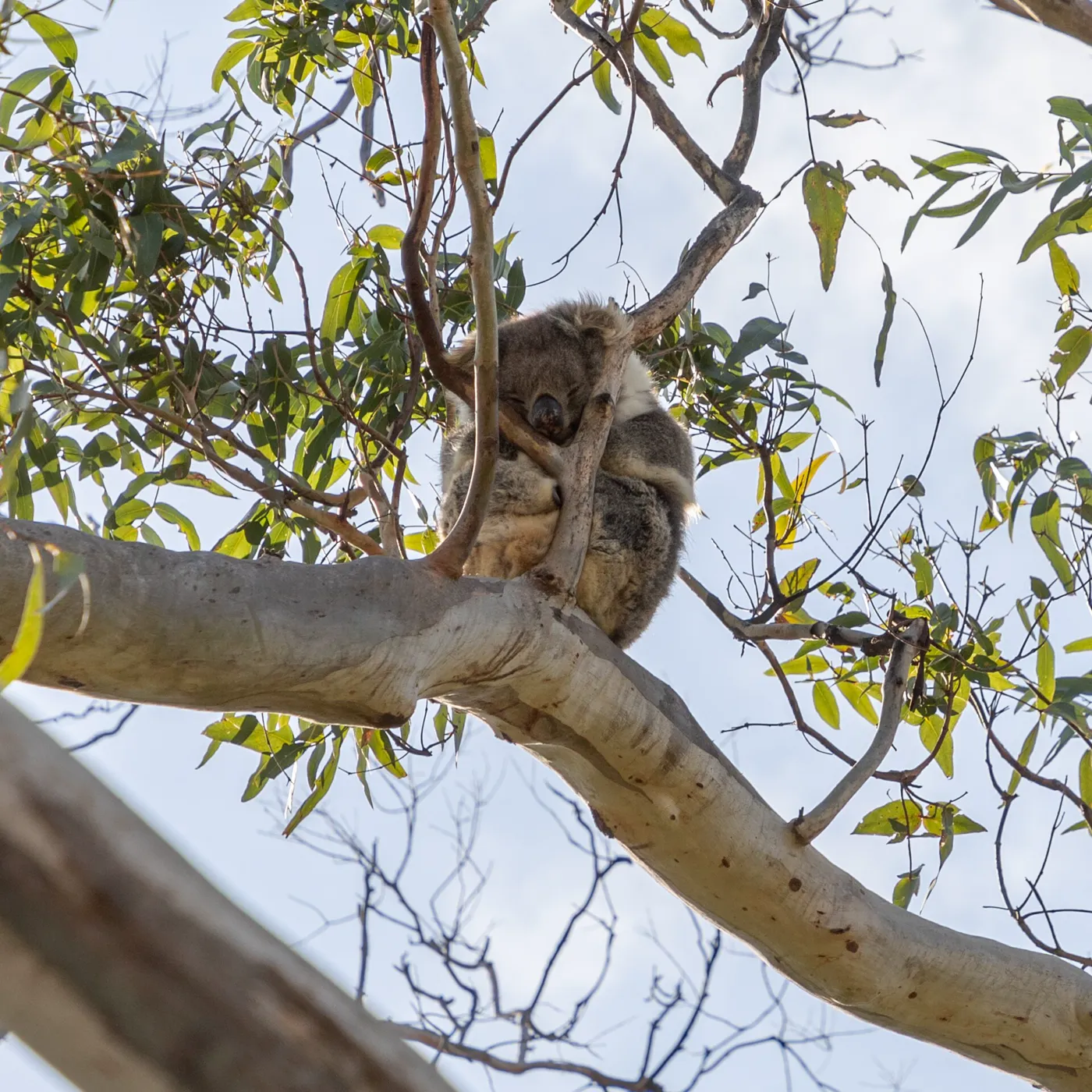 Australia gallery 7