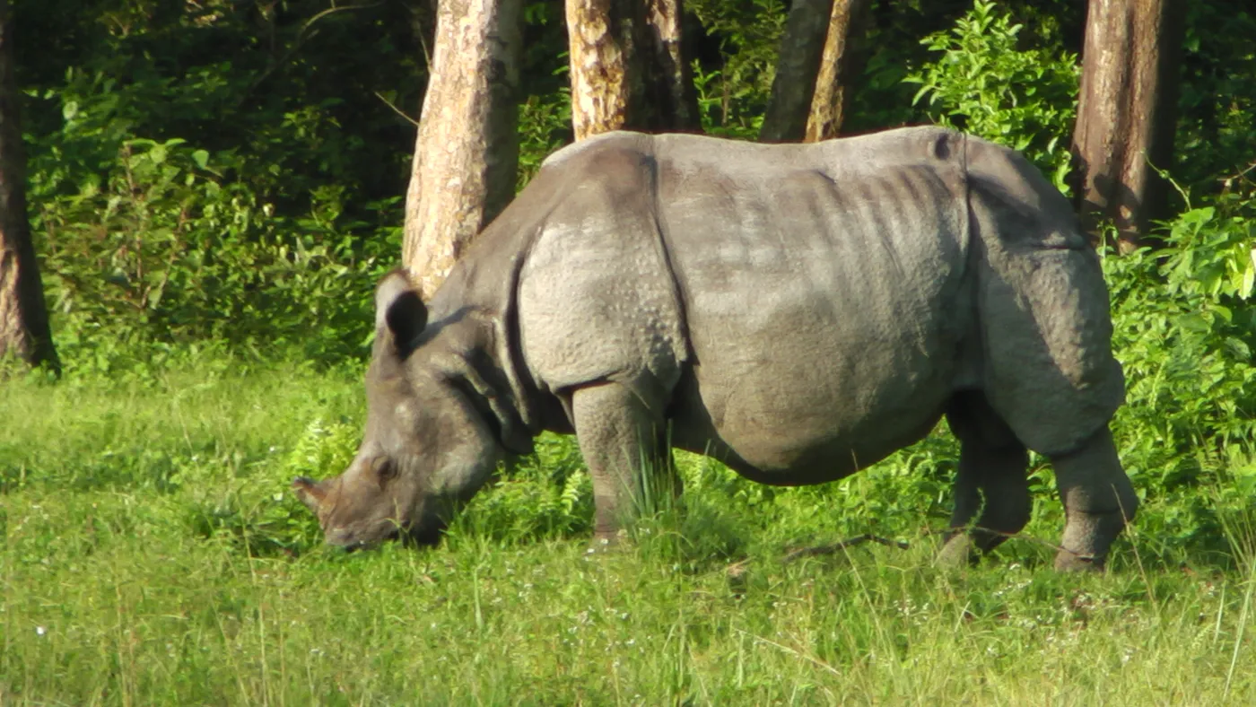 Dooars Wildlife Circuit - Buxa, Jaldapara & Gorumara photo 2