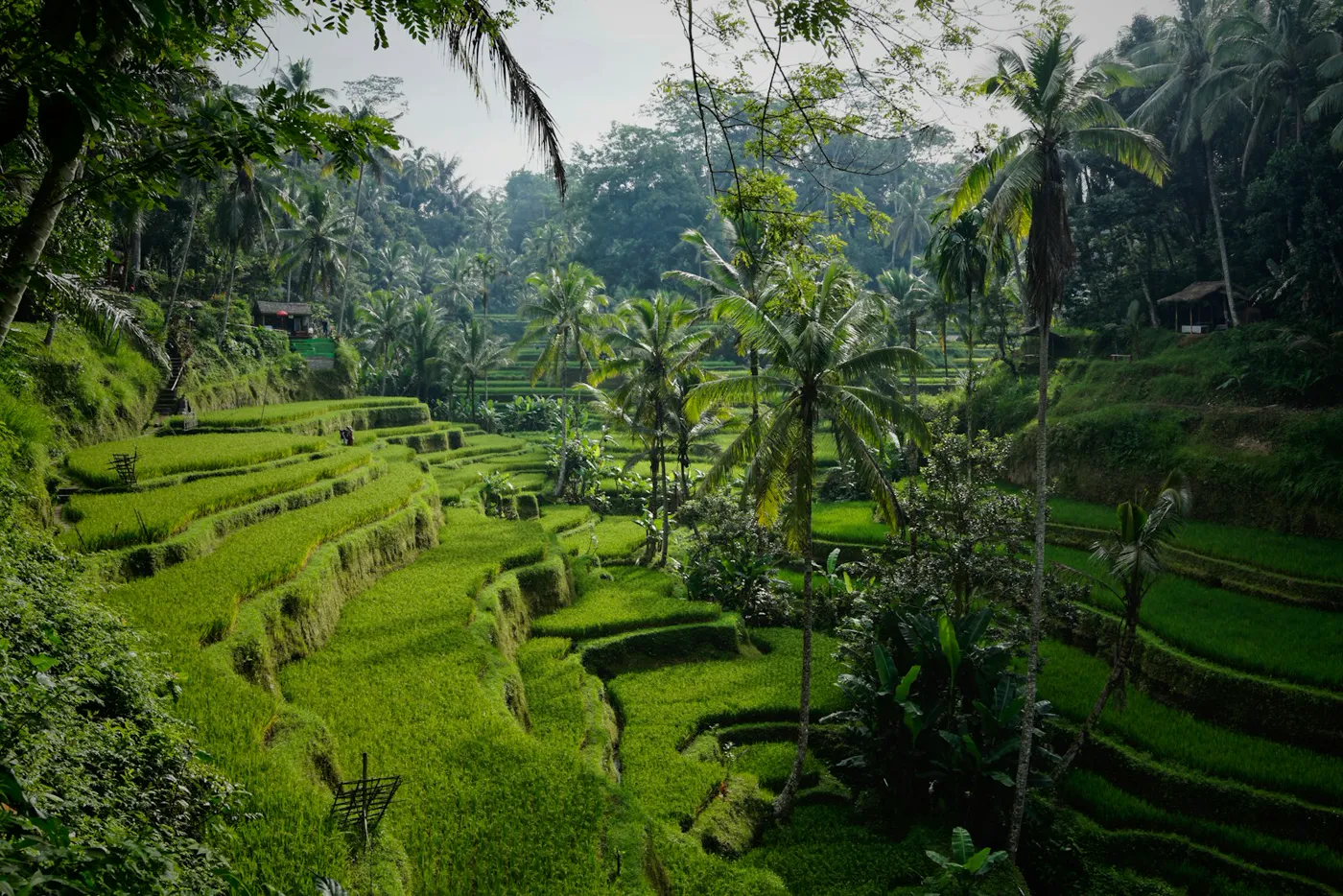 Bali gallery 1