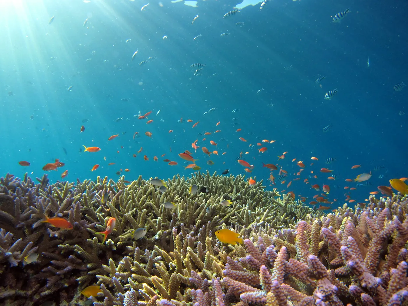 Lakshadweep gallery 1